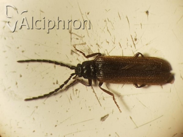 Omalisus fontisbellaquaei