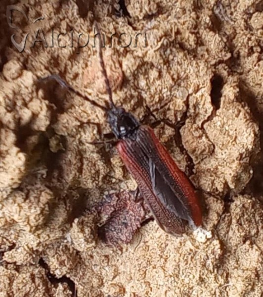 Omalisus fontisbellaquaei