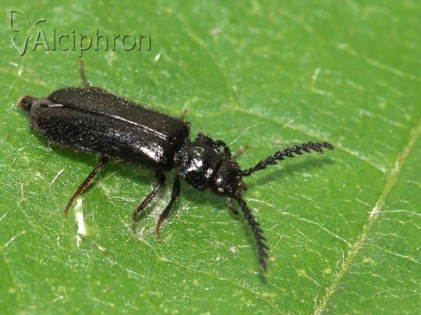 Drilus concolor