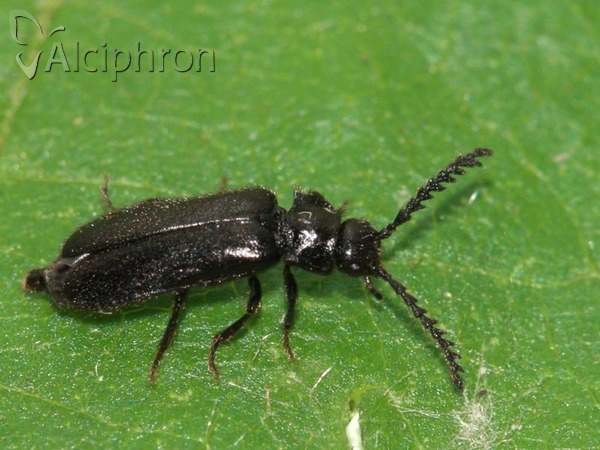 Drilus concolor
