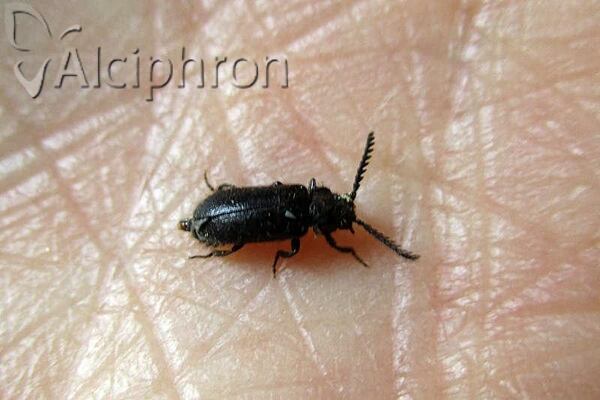 Drilus concolor