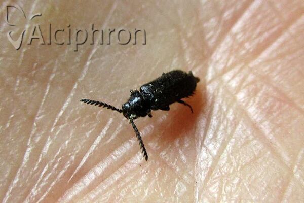 Drilus concolor