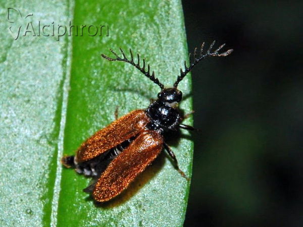 Drilus flavescens