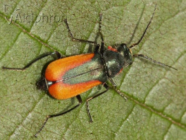 Malachius aeneus