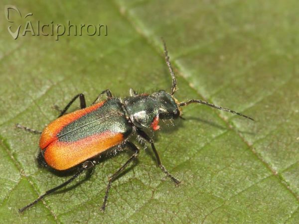 Malachius aeneus