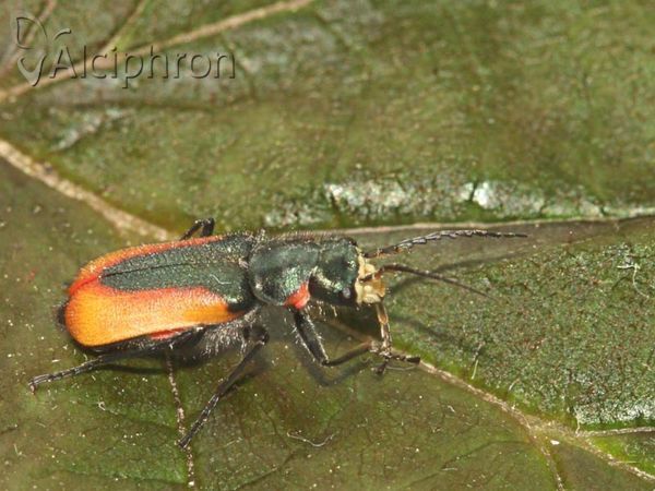 Malachius aeneus
