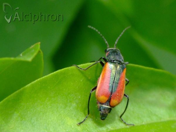 Malachius aeneus