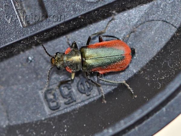 Malachius aeneus