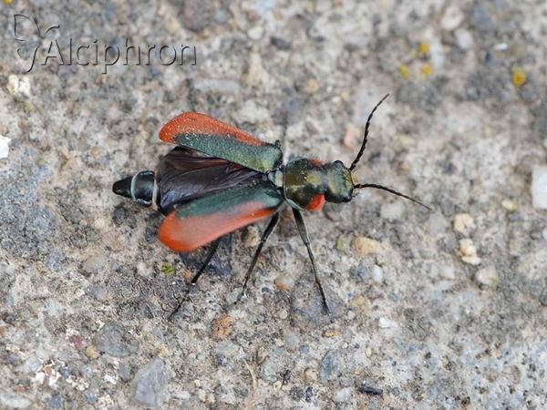 Malachius aeneus