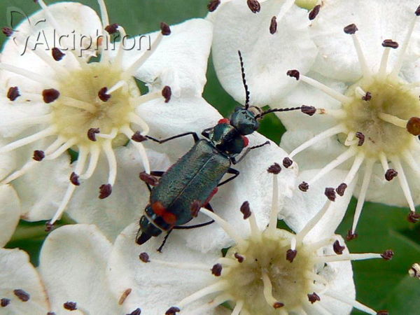 Malachius bipustulatus
