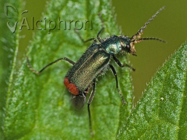 Malachius bipustulatus