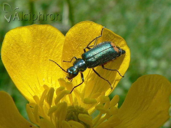 Malachius bipustulatus