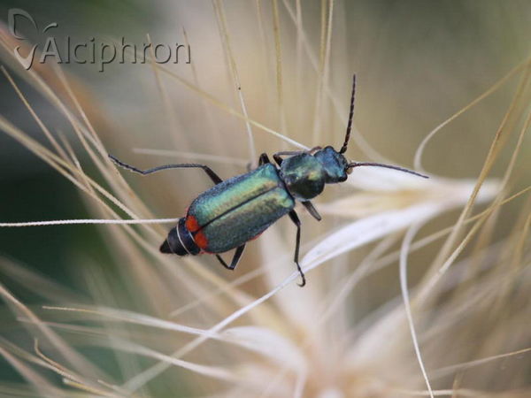 Malachius bipustulatus