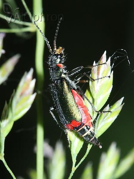 Malachius bipustulatus