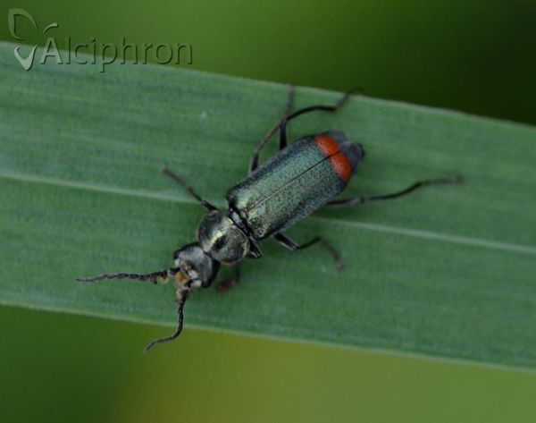 Malachius bipustulatus