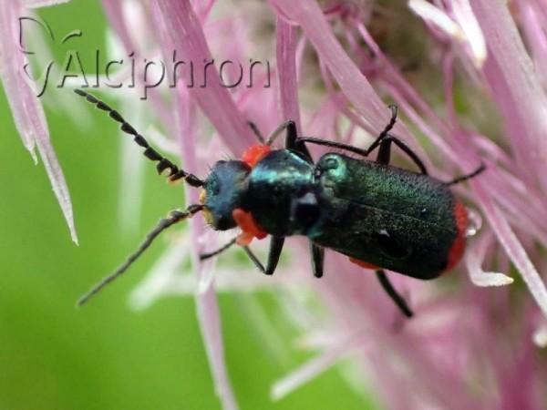 Malachius bipustulatus