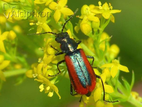Malachius rubidus