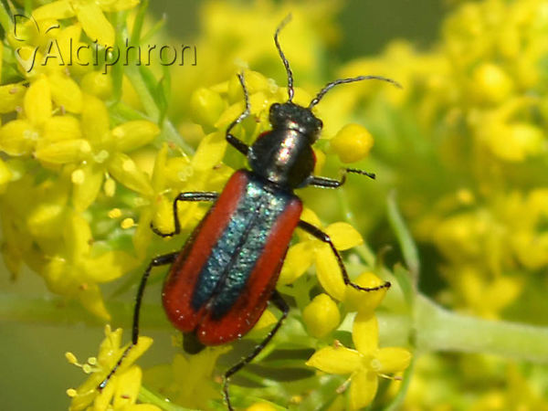 Malachius rubidus