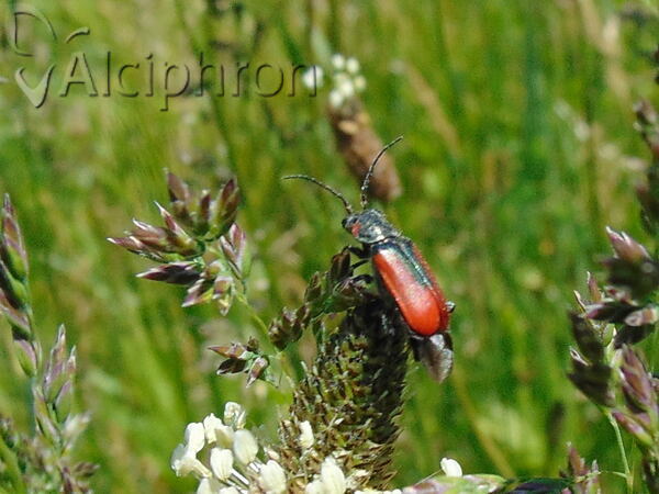 Malachius scutellaris