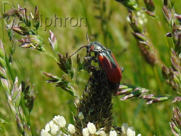 Malachius scutellaris