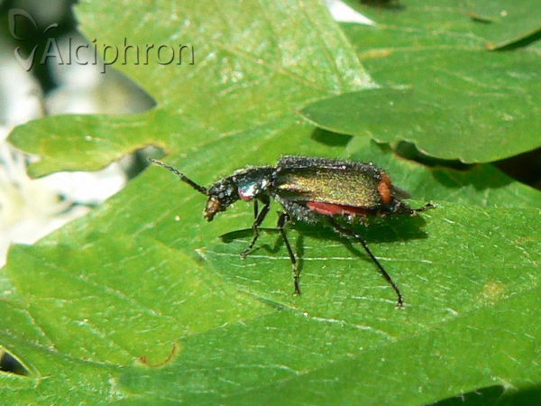Cordylepherus viridis