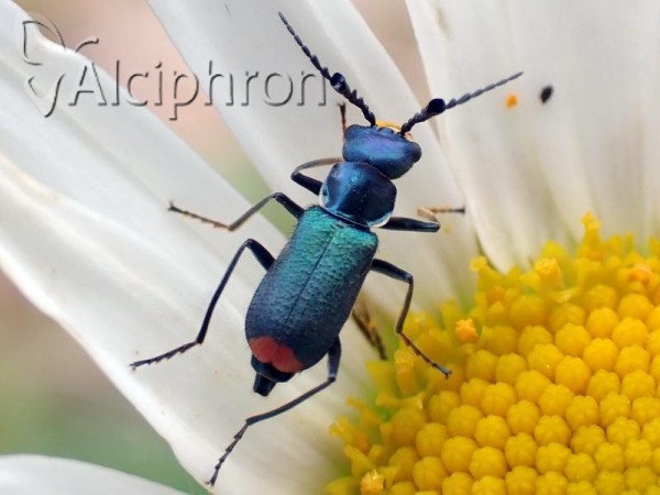 Ceratistes cervulus