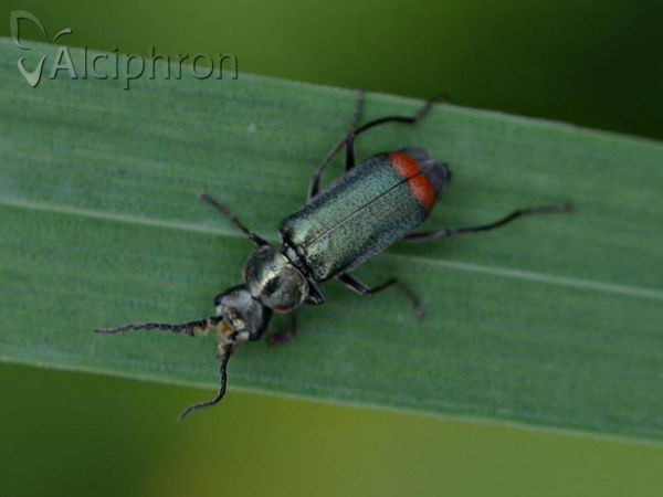 Clanoptilus geniculatus