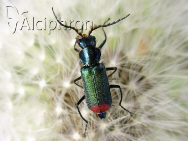 Clanoptilus geniculatus