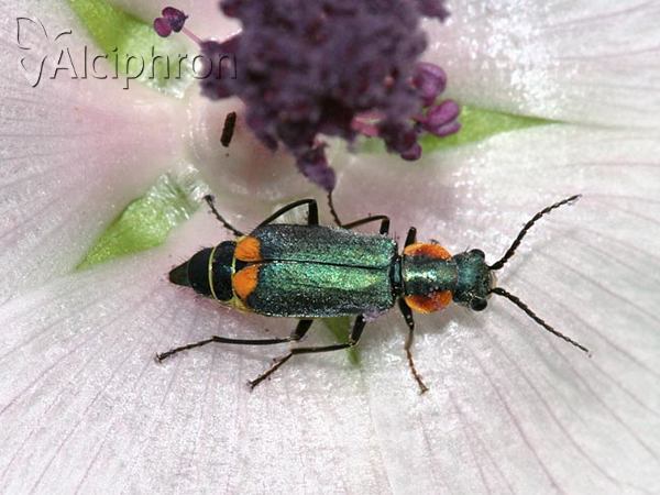 Clanoptilus marginellus