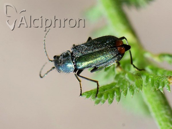 Clanoptilus spinipennis