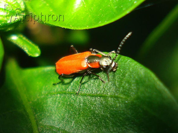 Anthocomus rufus