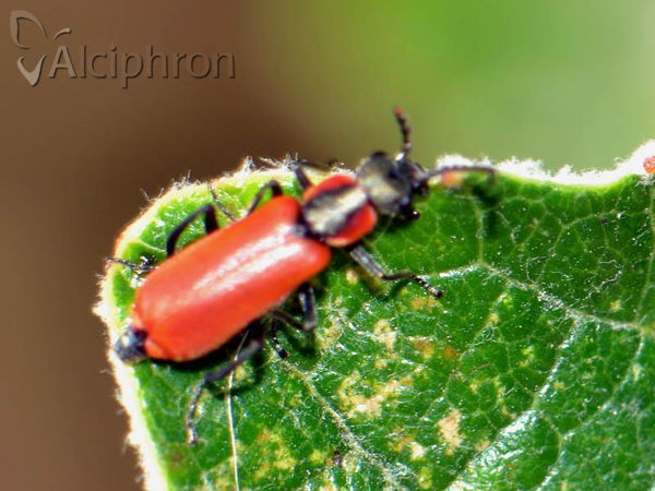 Anthocomus rufus