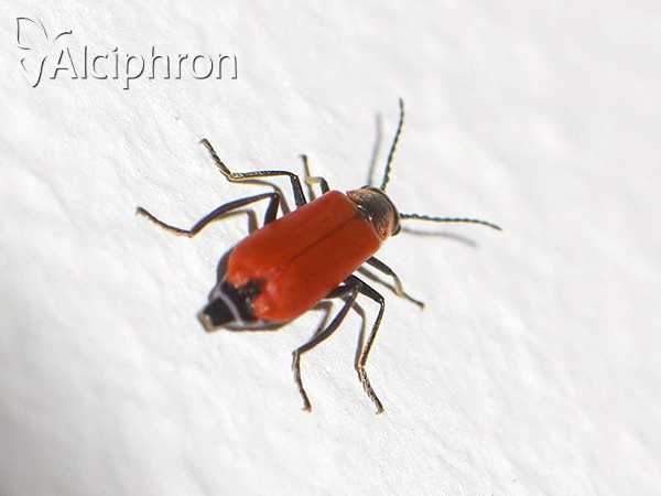 Anthocomus rufus