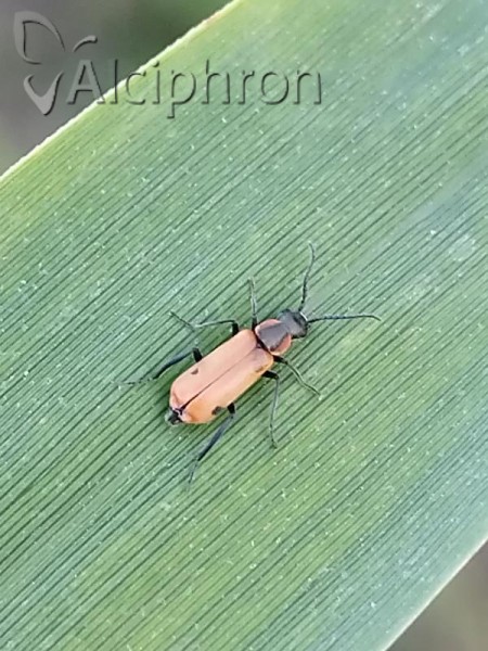 Anthocomus rufus