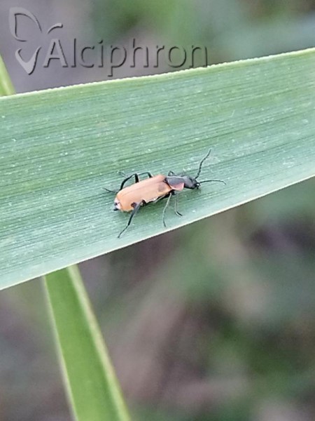 Anthocomus rufus