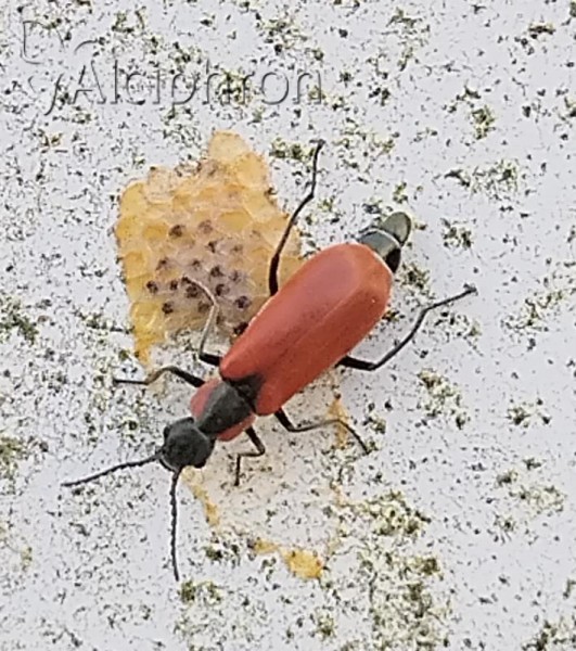 Anthocomus rufus