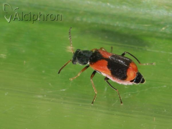 Anthocomus equestris