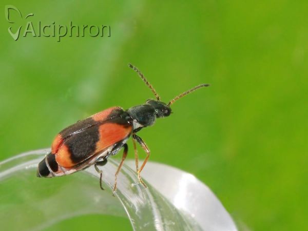 Anthocomus equestris