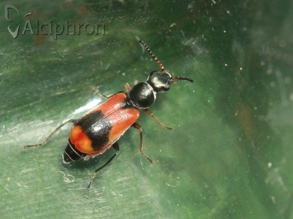 Anthocomus equestris