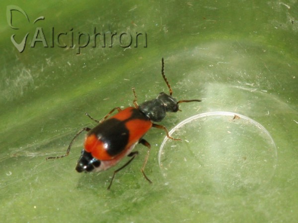 Anthocomus equestris