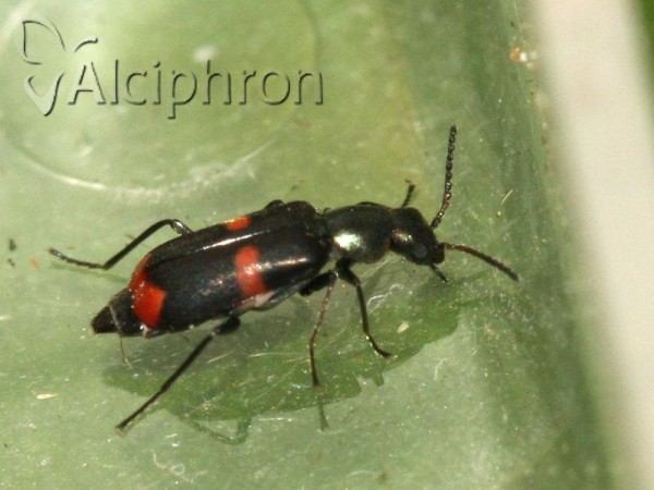 Anthocomus fasciatus