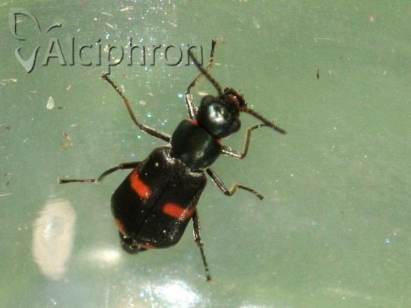 Anthocomus fasciatus