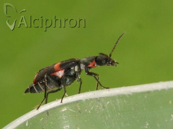 Anthocomus fasciatus