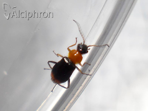 Ebaeus collaris