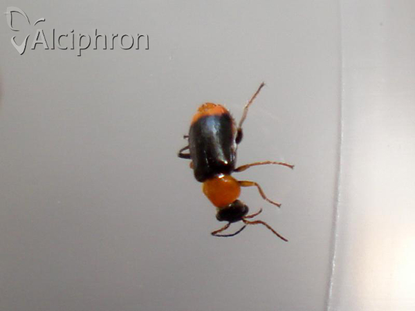 Ebaeus collaris