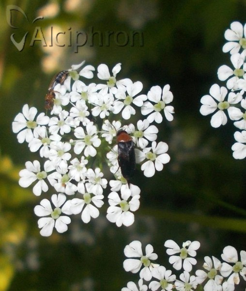 Mordellochroa abdominalis