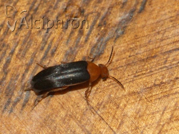 Mordellochroa milleri