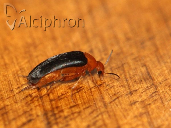 Mordellochroa milleri