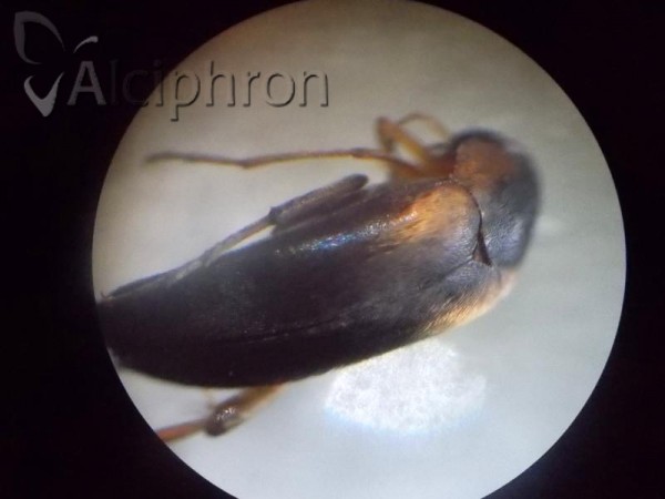 Mordellistena humeralis