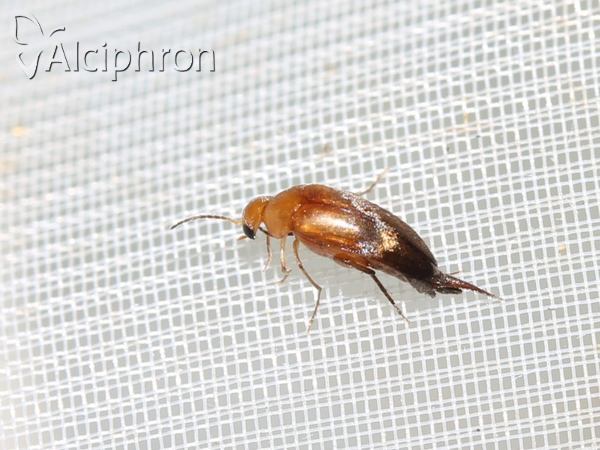 Mordellistena neuwaldeggiana